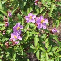 Osbeckia aspera Blume